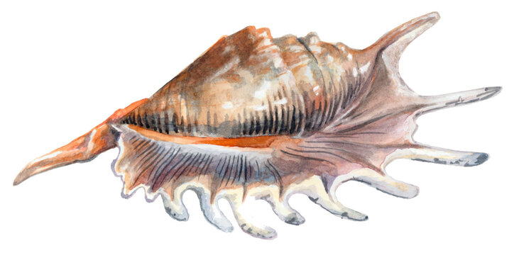 Shiny seashell with stripes isolated on white background. Watercolor painting