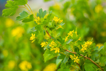 
Blooming wild currant with yellow flowers. Summer in the garden. Branches close-up. The background. Place for an inscription.