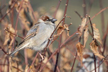 Portrait of male House sparrow (passer domesticus) perched on branch in germany mecklenburg vorpommern