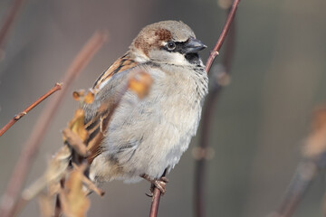 Portrait of male House sparrow (passer domesticus) perched on branch in germany mecklenburg...