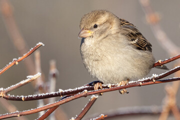 Portrait of female House sparrow (passer domesticus) perched on branch with snow in germany mecklenburg vorpommern
