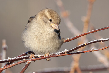 Portrait of female House sparrow (passer domesticus) perched on branch with snow in germany mecklenburg vorpommern