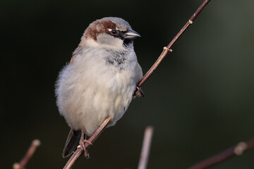 Portrait of male House sparrow (passer domesticus) perched on branch in germany mecklenburg...