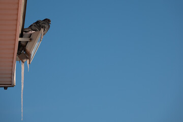 Pigeon or dove on roofs. Pigeons fly near the wooden house in search of a place to nest, blue sky on a sunny spring day, the roof of a beautiful house and pigeons. Dove concept