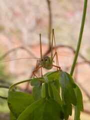 アシグロツユムシ(正面)