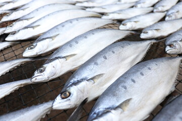 fresh fish on the market