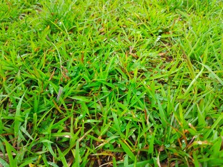 green grass background