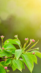 Blooming flower buds of crab apple tree, fresh new greenery, spring nature awakening