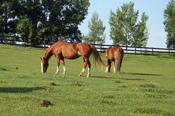 Two Horses Grazing in a Grassy Field