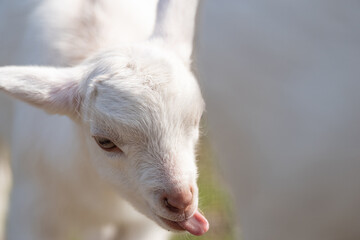 Obraz premium 舌を出した子ヤギ