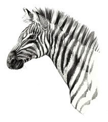 Fototapeta na wymiar Drawing detailed. Zebra head isolated on white background