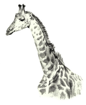 Drawing portrait of a giraffe portrait on a white background