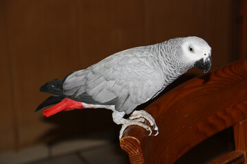 Fototapeta premium Grey parrot playing in its enclosure