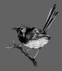 Lovely fairy wren (malyur) sitting on a branch. Pencil drawing, isolated on gray background