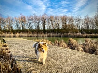 shetland sheepdog