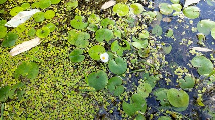 water lily