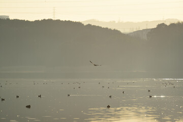 A cormorant is flying on Yamadaike Lake under a sunrise. 