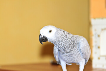 Grey parrot playing in its enclosure
