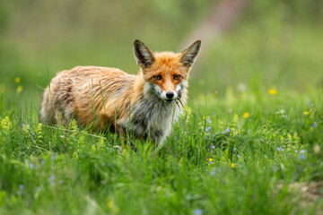 Naklejka na ściany i meble Red fox, vulpes vulpes, looking on sunny meadow with green grass in summertime nature. Wild mammal standing on green pasture in sunlight from front. Orange predator watching on blooming glade.