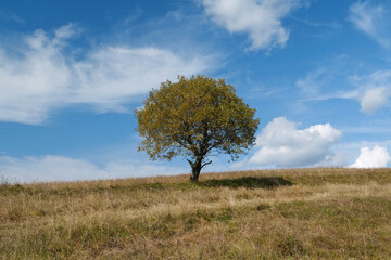 Lonely autumn yellow tree at grassland and white clouds