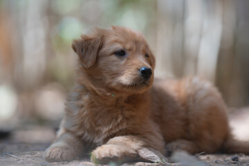 Many Golden Puppies were sleeping cheerfully on the ground.