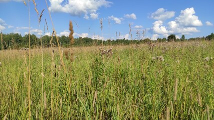 wildflowers and plants