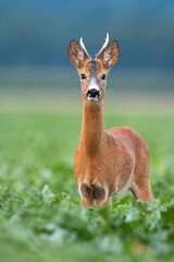 Young roe deer, capreolus capreolus, buck looking to the camera in vertical composition on agricultural field with green leaves. Male wild animal in summer nature from front view.