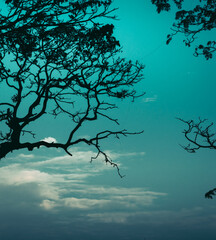 Dark silhouette tree branch and cool blueish tone evening sky photograph