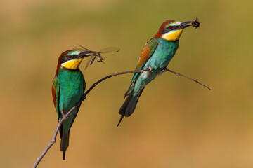 Two european bee-eaters, merops apiaster, with a catch in beak sitting on a twig in summer nature. Couple of wild colorful birds holding dragonfly and bee about to eat them. Animal wildlife.