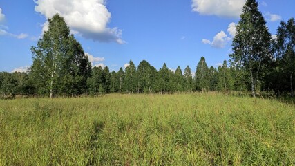 field and forest trees