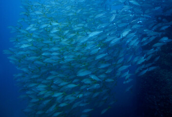 diving in huge amount of fish in ocean 