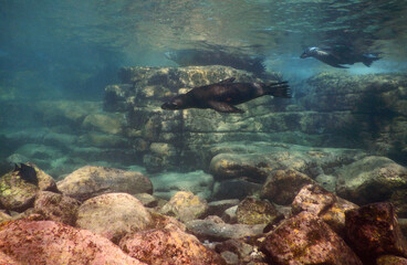 sea lion cubs playing under the water in rock cave 