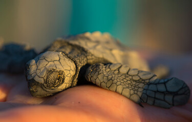 macro shot of a little turtle on a hand just after birth 