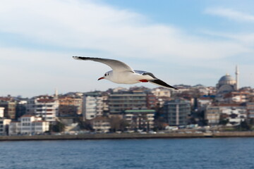 Fototapeta na wymiar Seagull flying over Bosphorus. Turkey.