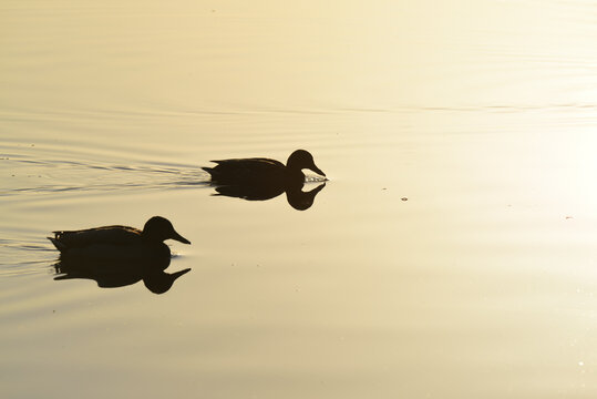 A couple of ducks are swimming in Yamadaike Lake. Their silhouette is beautiful under the sunrise.