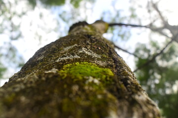 moss on tree