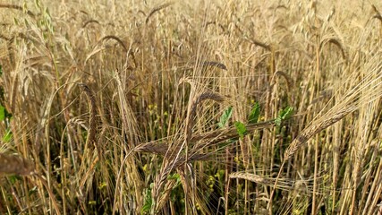 wheat field ears of wheat
