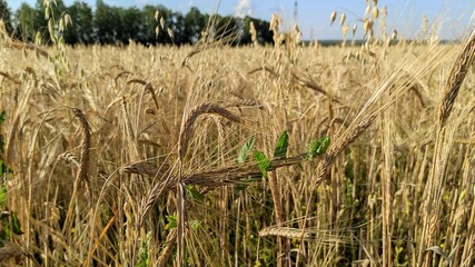 wheat field ears of wheat