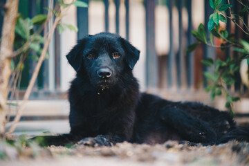 Black dog on the grass, staring forward