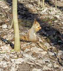 Squirrel on ground