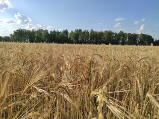 wheat field ears of wheat