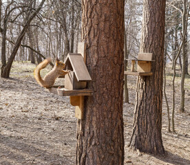 Squirrel at feeder