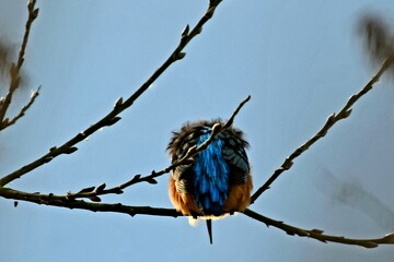 IJsvogel