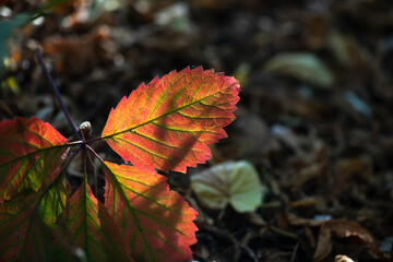 Nice yellow orange green and red leaves  nature background abstract macro close up autumn