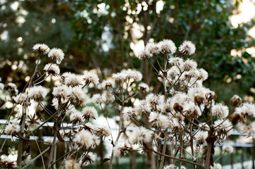 plants in forest