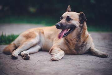 The sleeping brown colour dog on the floor