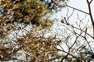 tree and sky