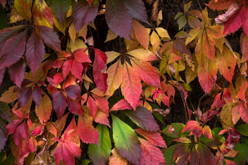 Nice yellow orange red leaves  nature background abstract macro close up autumn