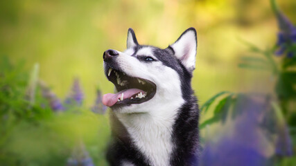 smile husky in flowers 