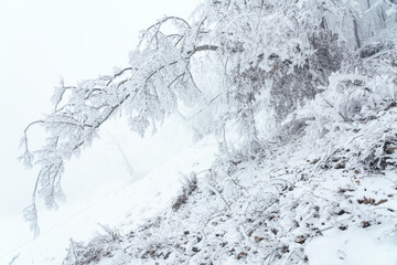 Frozen bare trees covered with frost, winter scene